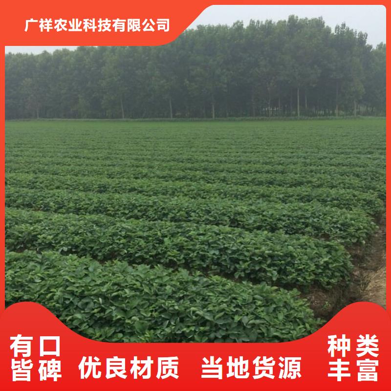 草莓苗天仙醉草莓苗满足客户需求