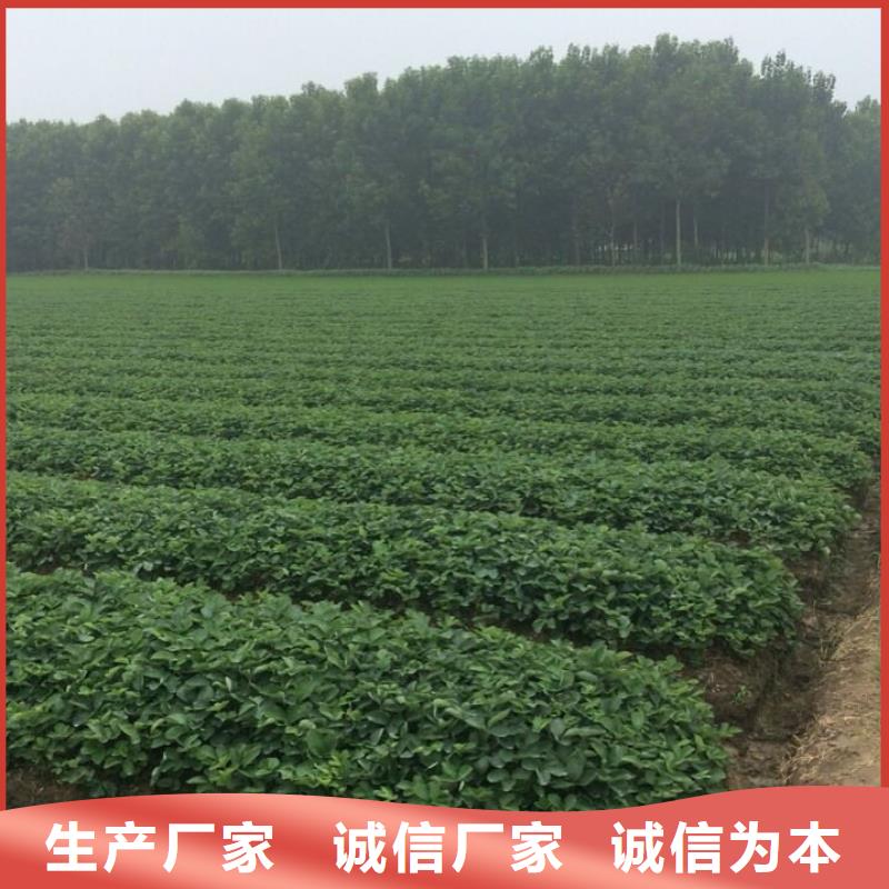 草莓苗 吉塞拉6号砧木厂家直销售后完善