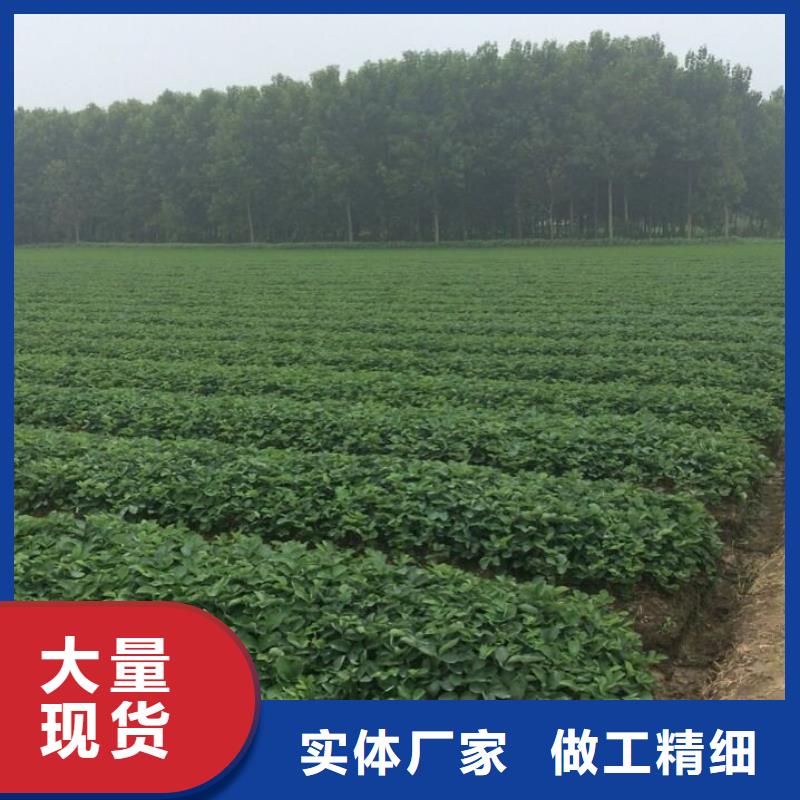 草莓苗果树苗符合标准