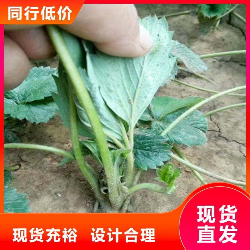 【草莓苗无籽葡萄树苗来图定制】