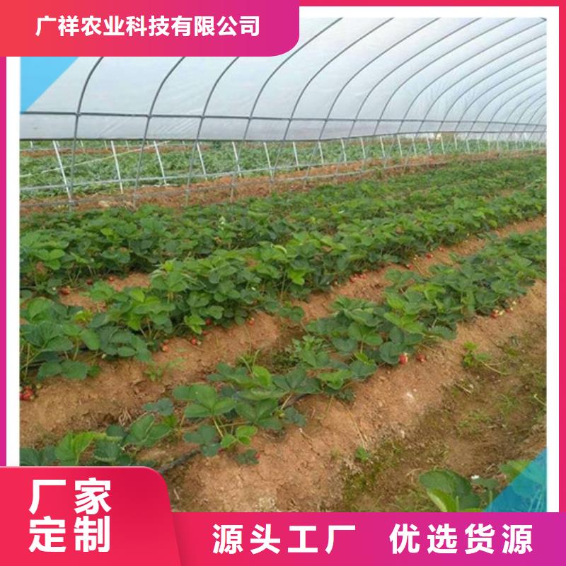 草莓苗甜柿子树苗货源报价