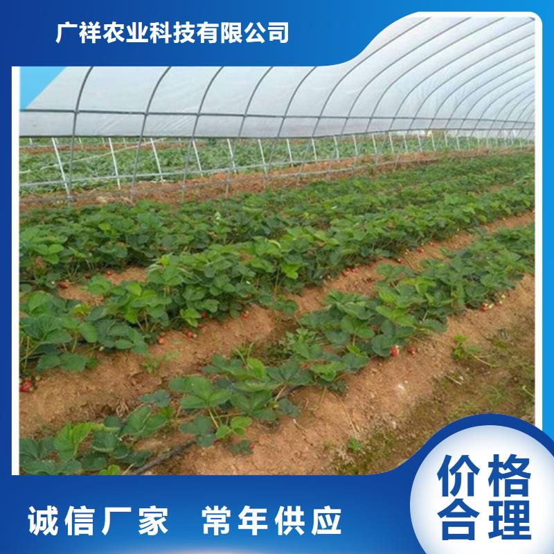草莓苗梨树苗基地实体厂家支持定制