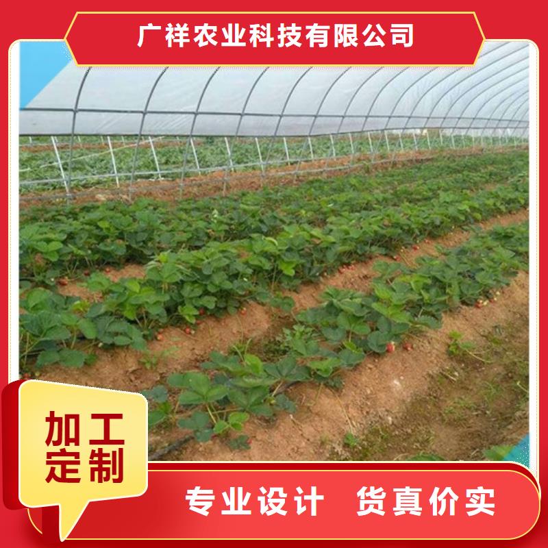 草莓苗_桃树苗基地用心服务