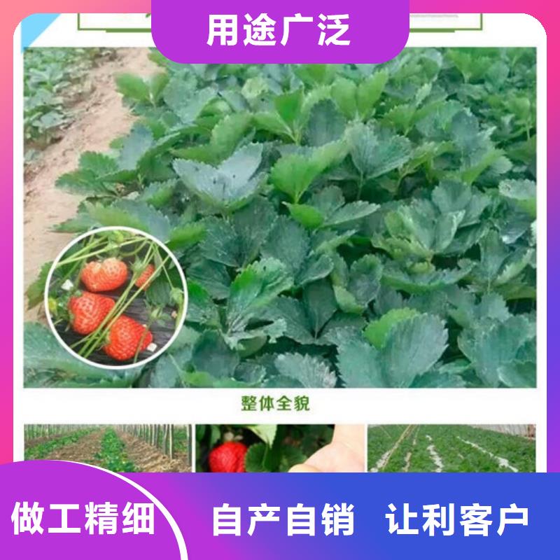 草莓苗果树苗专心专注专业