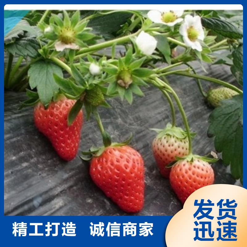 草莓视频-草莓|陕西省延安市|延长|富县|咸阳|安康|宝鸡|西安|铜川|汉中|榆林