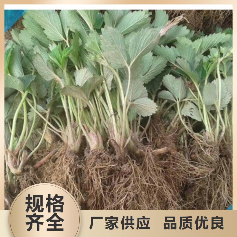 现货充足量大优惠的【定制销售售后为一体 草莓苗_梨树苗物流配货上门】