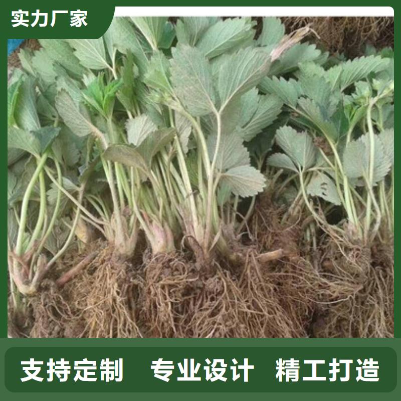 草莓苗梨树苗精品选购