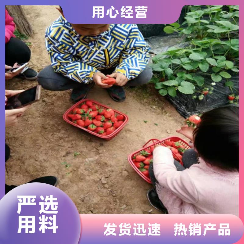 草莓苗樱桃苗款式多样