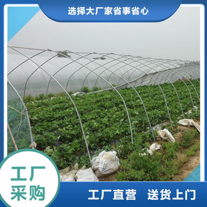 草莓苗蟠枣树苗诚信经营现货现发