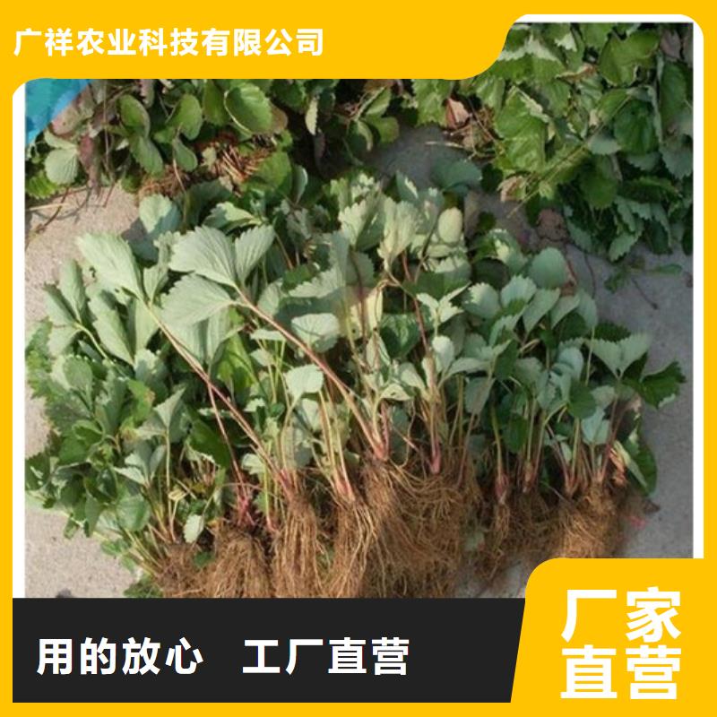 【草莓苗草莓苗价格源厂供货】