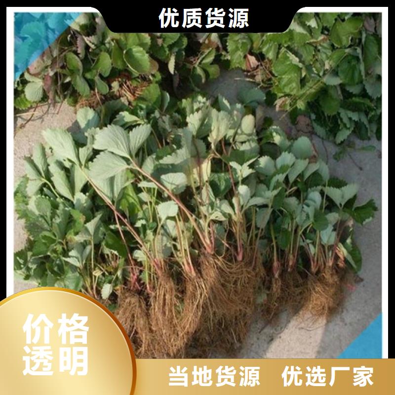 多种规格库存充足广祥来图加工定制 草莓苗_【苹果苗】物流配送