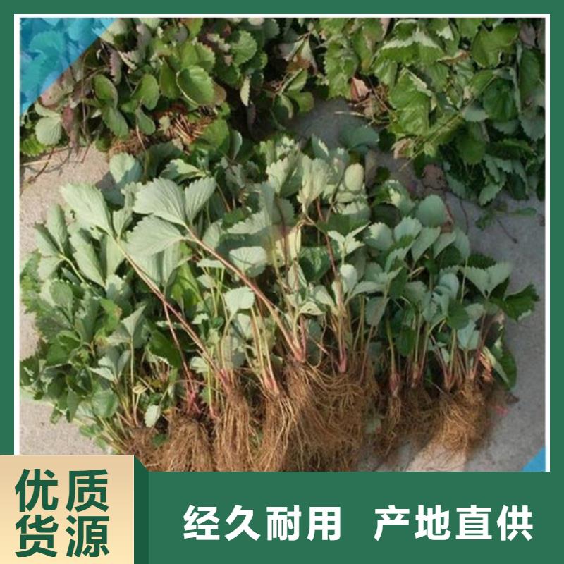 草莓苗梨树苗精品选购