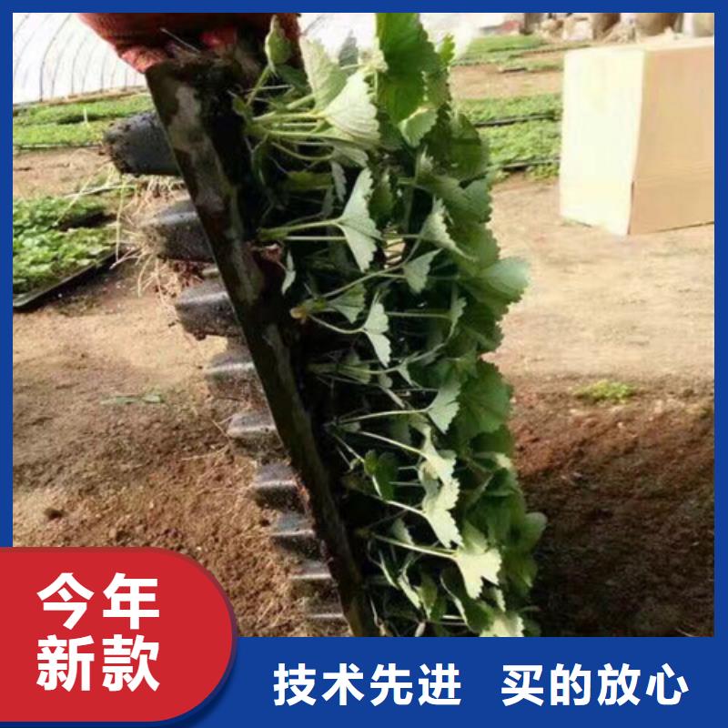 草莓苗天仙醉草莓苗设计合理