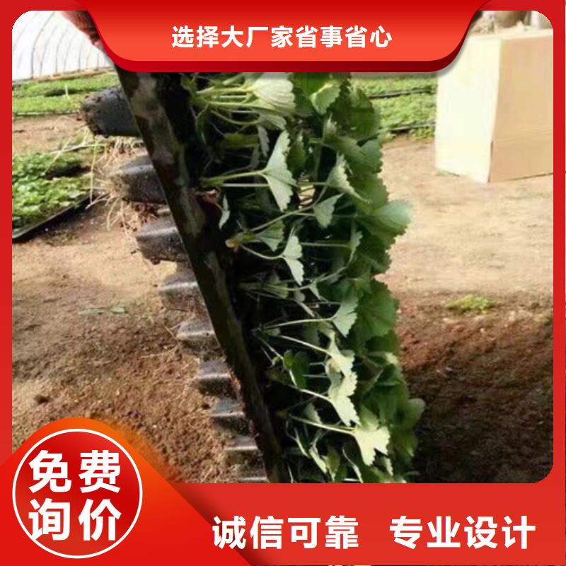 草莓苗甜柿子树苗货源报价