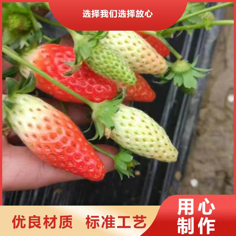 草莓苗-梨树苗基地现货