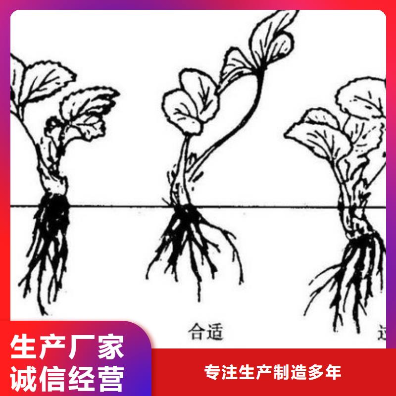 【草莓苗桃树苗专业信赖厂家】