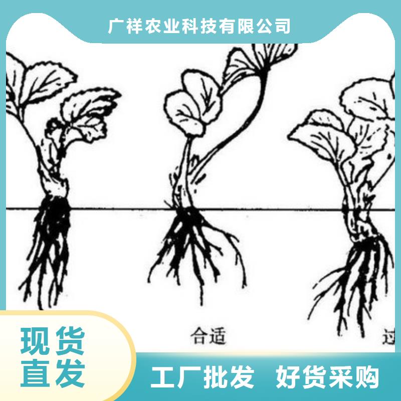 草莓苗-【莫妮卡西梅树苗】质量上乘