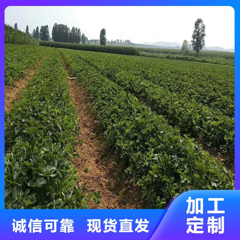 草莓视频-草莓|陕西省延安市|延长|富县|咸阳|安康|宝鸡|西安|铜川|汉中|榆林