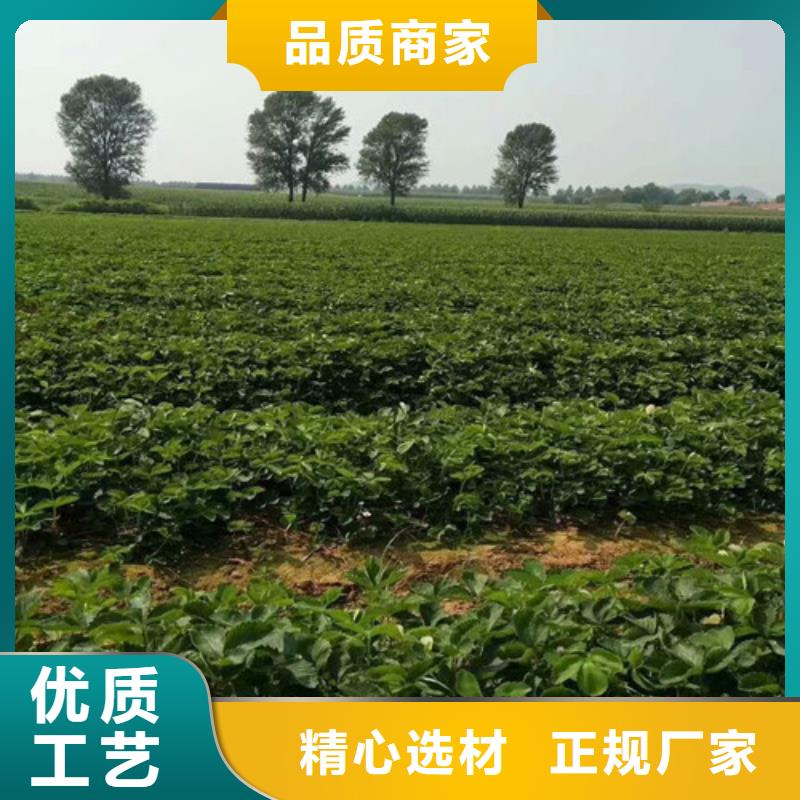 草莓苗,果树苗批发基地产品细节