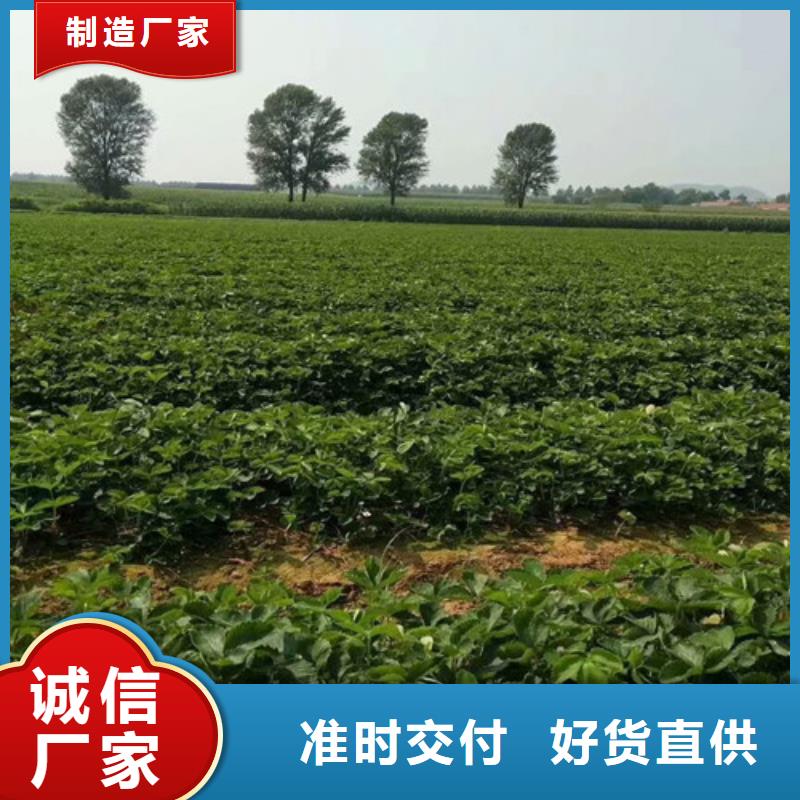 草莓苗果树苗设备齐全支持定制