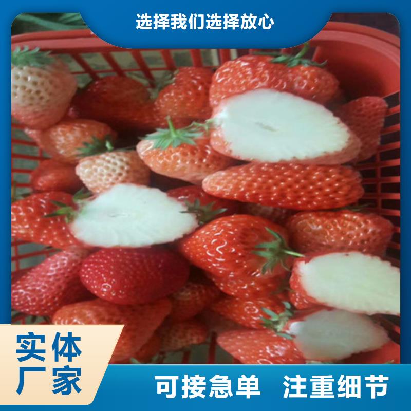草莓苗软籽石榴树苗质检严格放心品质