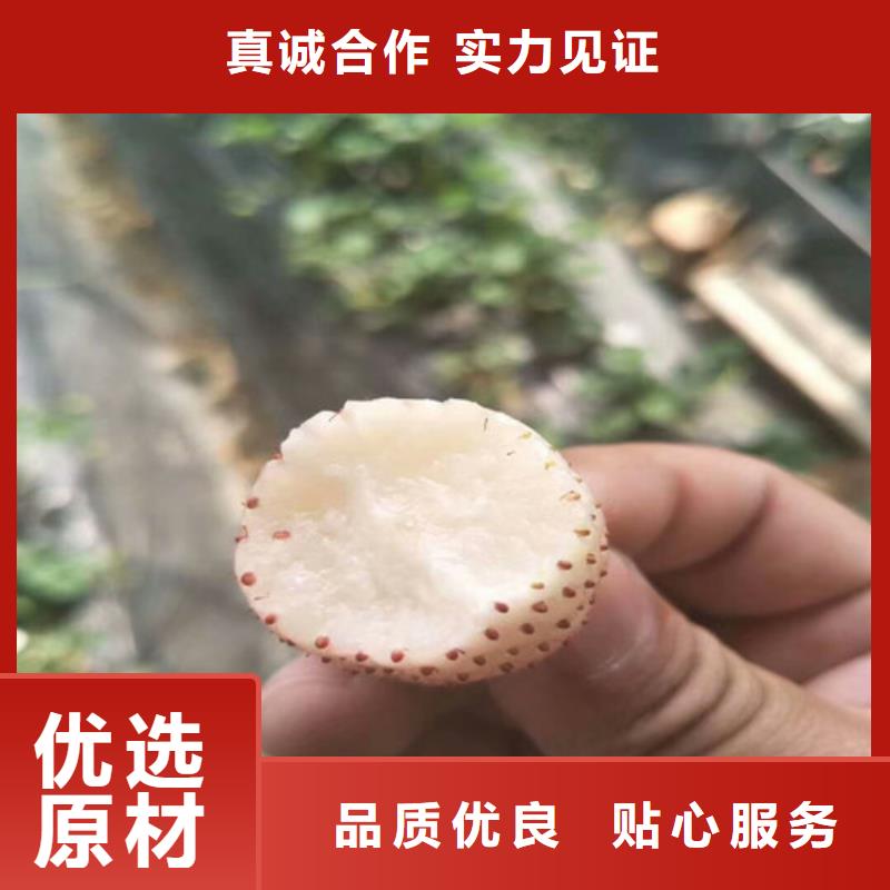 草莓苗,桃树苗一站式服务