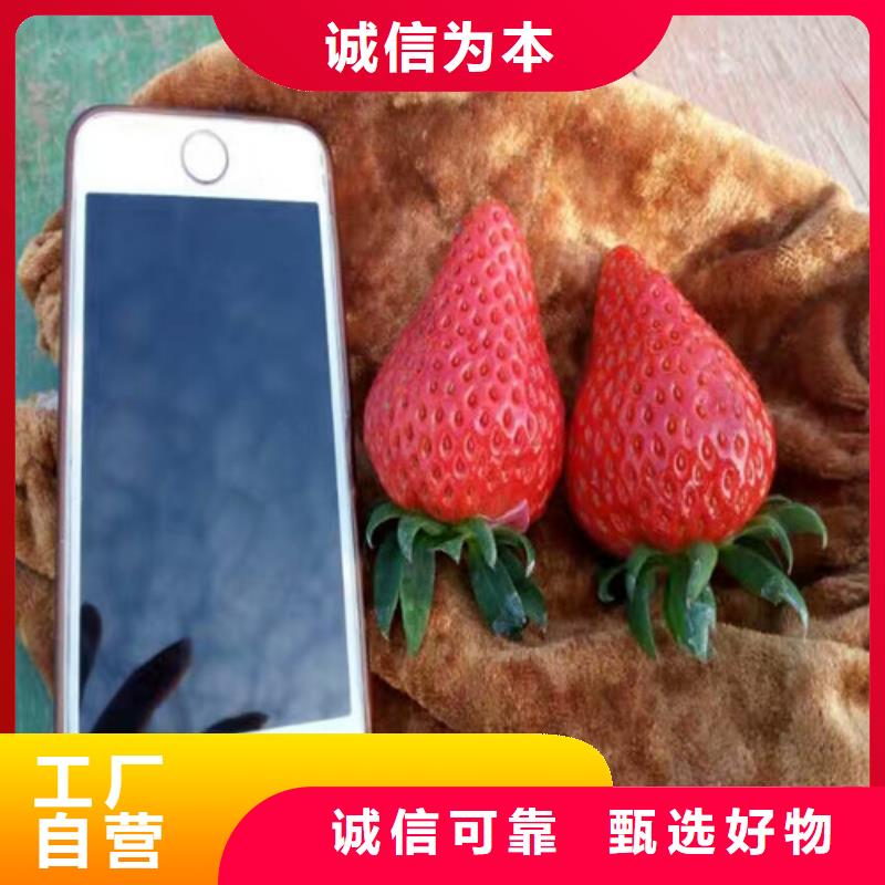 草莓视频-草莓|陕西省延安市|延长|富县|咸阳|安康|宝鸡|西安|铜川|汉中|榆林