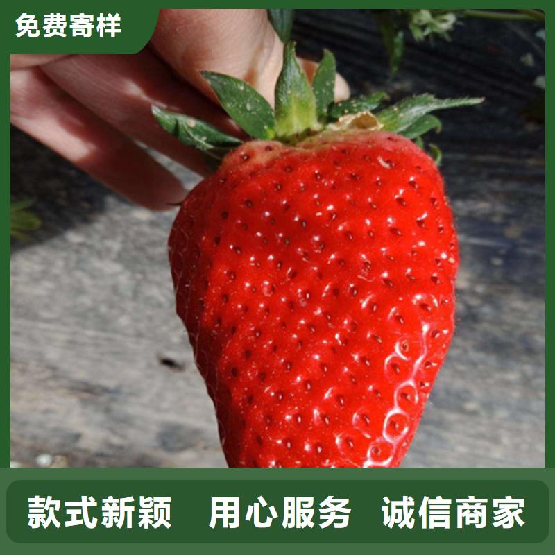 草莓苗冬雪蜜桃树苗库存丰富