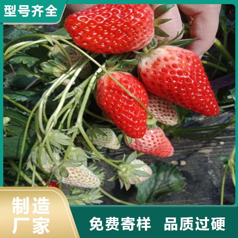 草莓苗葡萄苗基地讲信誉保质量