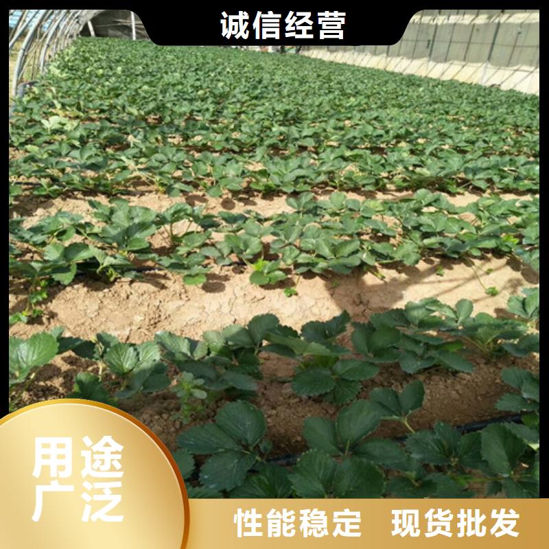 草莓-视频-草莓(广祥)覆盖地域陕西省延安市洛川|宜川|安康|咸阳|商洛|铜川|宝鸡|汉中|西安