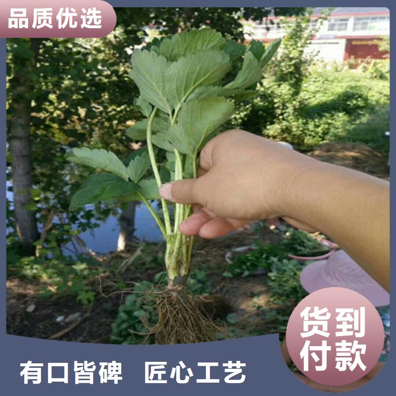 草莓苗苹果苗基地价格地道