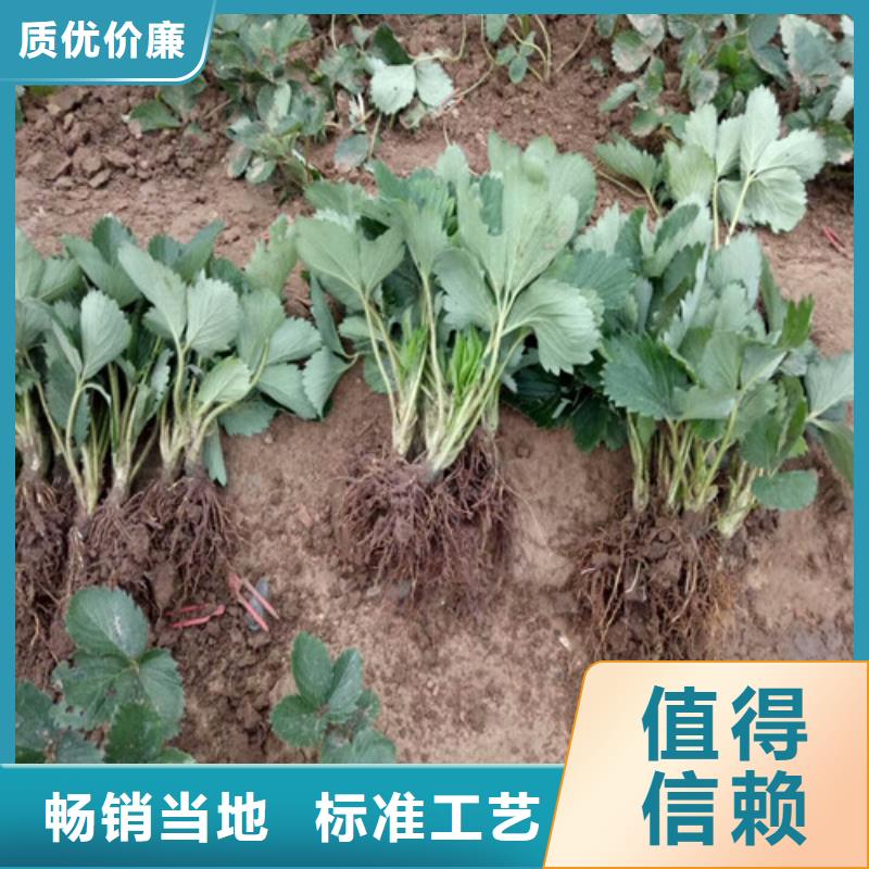 草莓苗【大棚草莓苗】保障产品质量