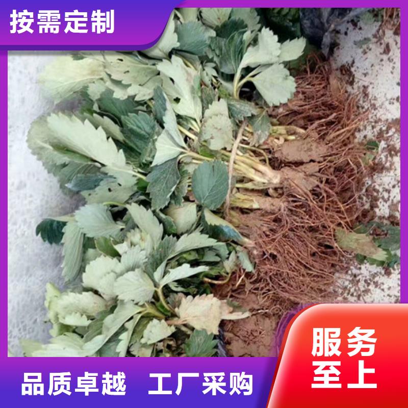 【草莓苗】西梅树苗优良材质