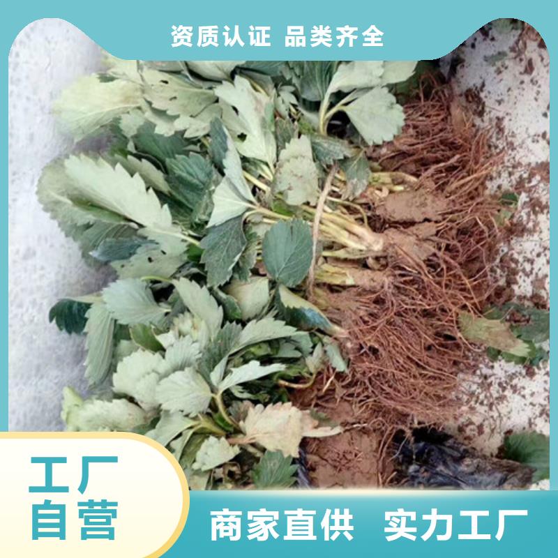 【草莓苗无籽葡萄树苗来图定制】