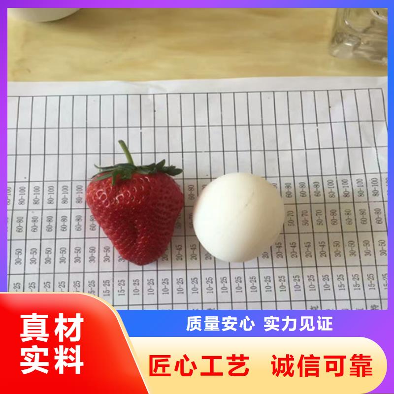 草莓苗_樱桃苗客户满意度高