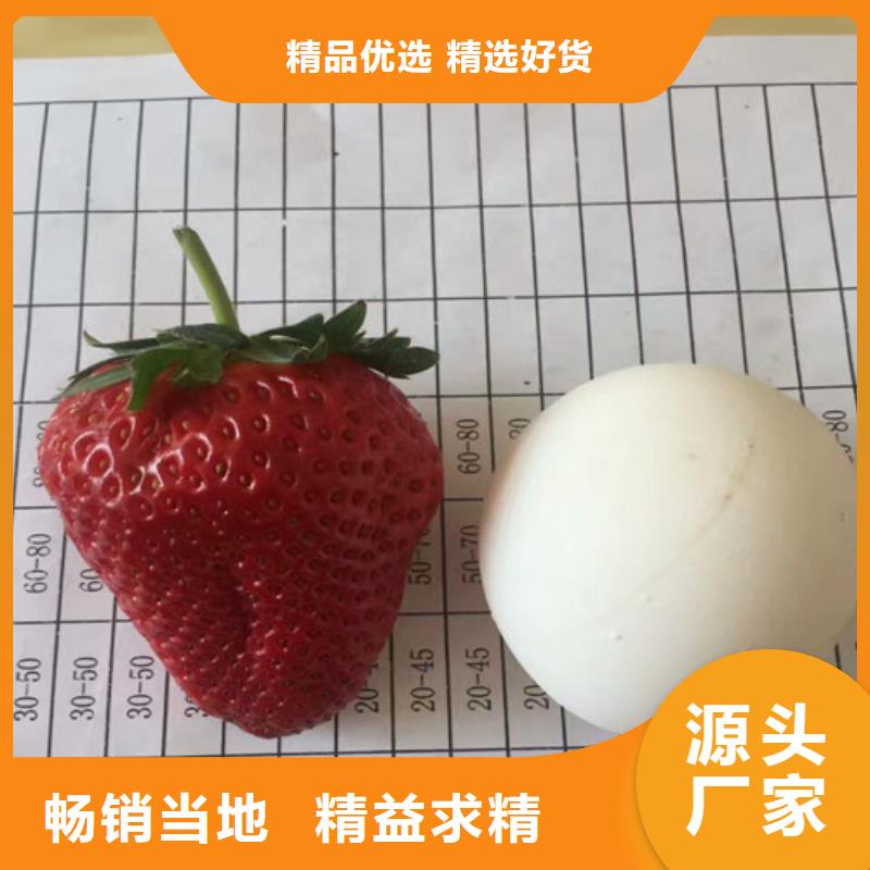草莓苗大棚草莓苗源头厂家量大价优