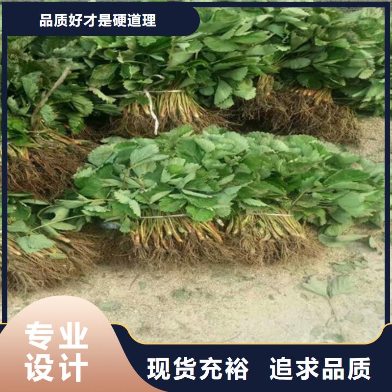 【草莓苗-大棚草莓苗厂家直销直供】