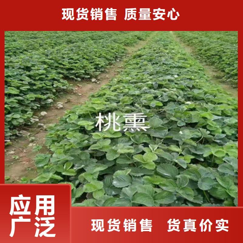 草莓苗,黑珍珠草莓苗货源充足