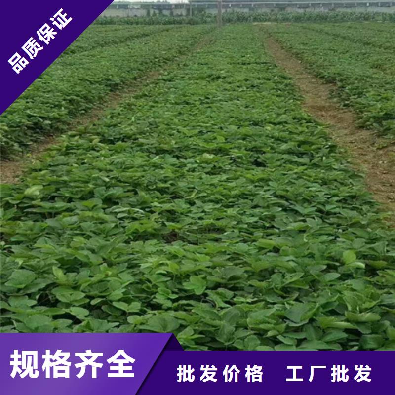 草莓苗【苹果苗基地】适用范围广