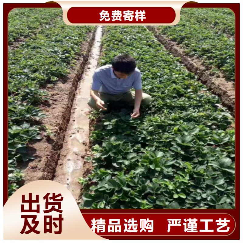 草莓苗【大棚草莓苗】保障产品质量