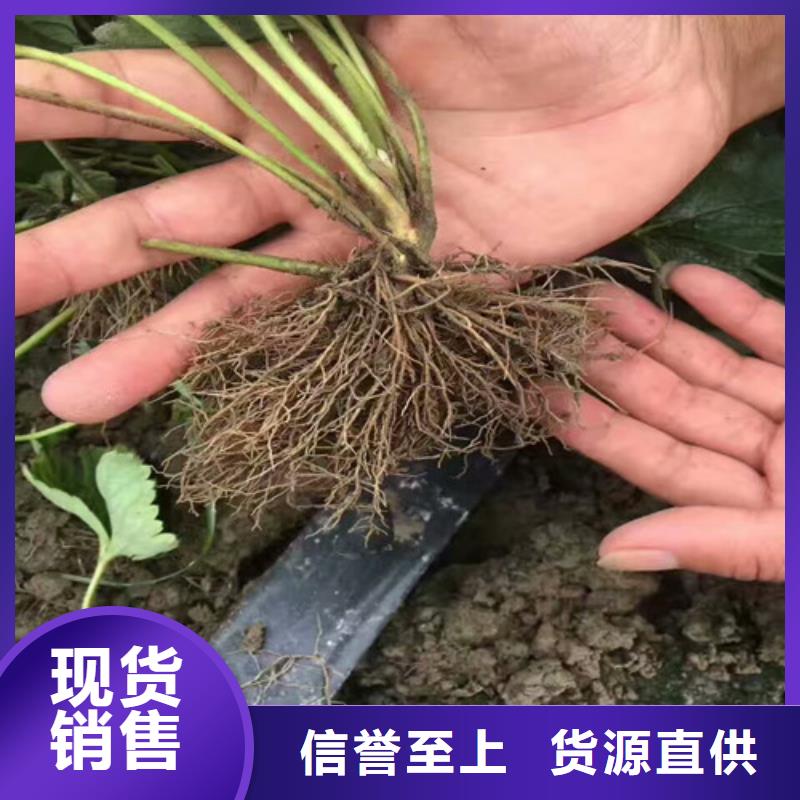 【草莓苗】-红肉西梅满足您多种采购需求
