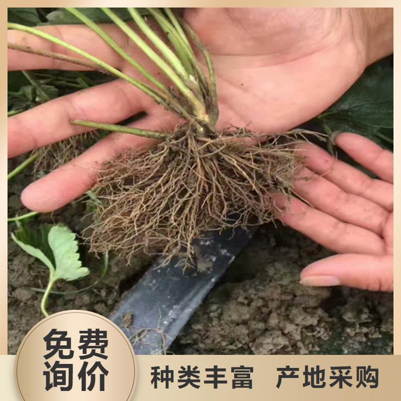 【草莓苗】-板栗苗好厂家有担当