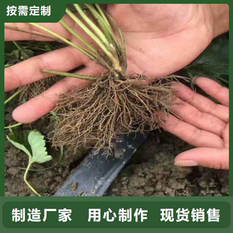 【草莓苗草莓苗价格源厂供货】