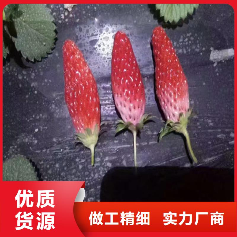草莓苗,梨树苗精工制作