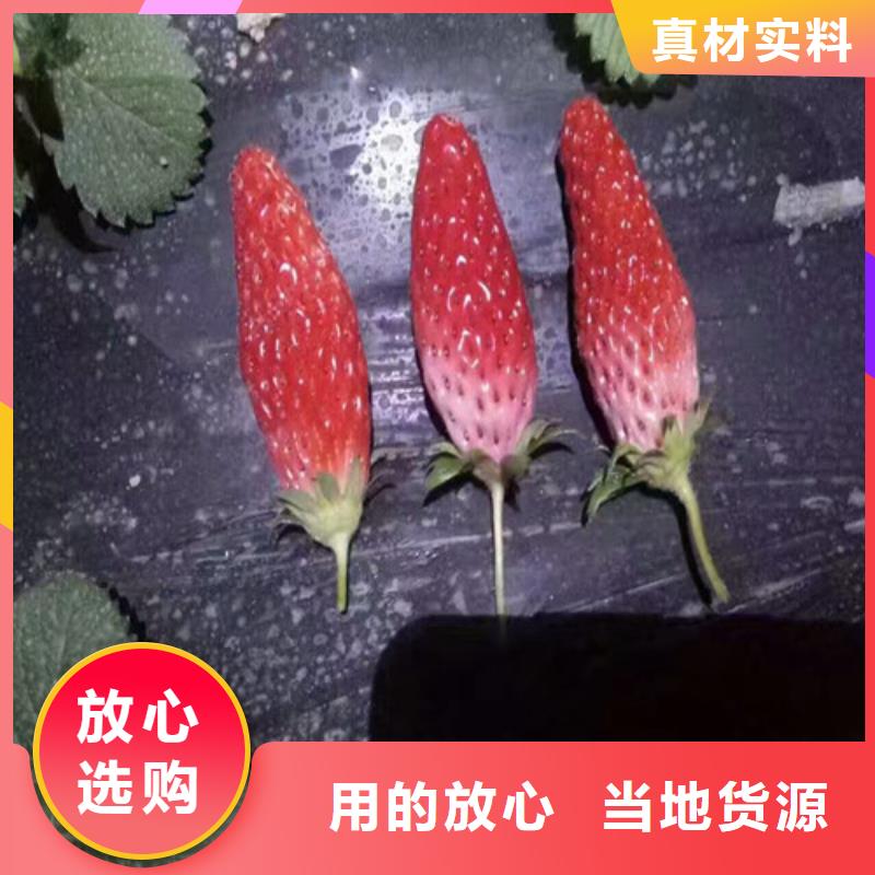 草莓苗草莓大品牌值得信赖