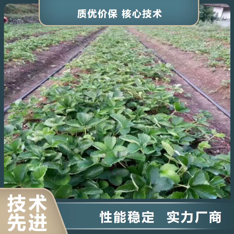 草莓苗蟠枣树苗诚信经营现货现发