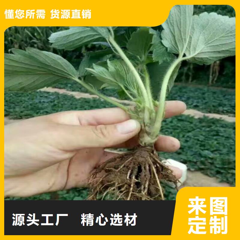 草莓苗果树苗批发基地货源足质量好