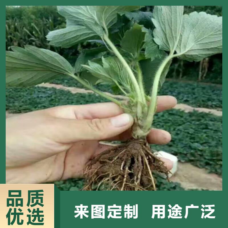 【草莓苗】果树苗严选用料