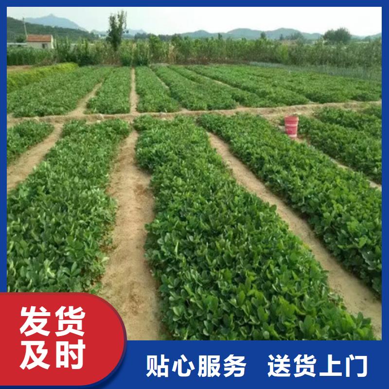 草莓苗梨树苗精品选购