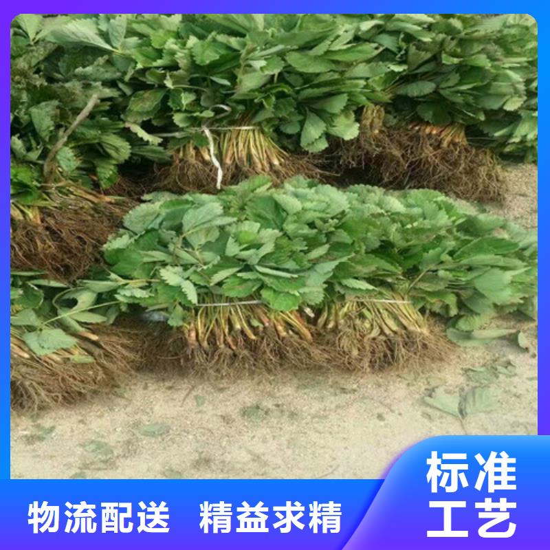 【草莓苗】西梅树苗优良材质